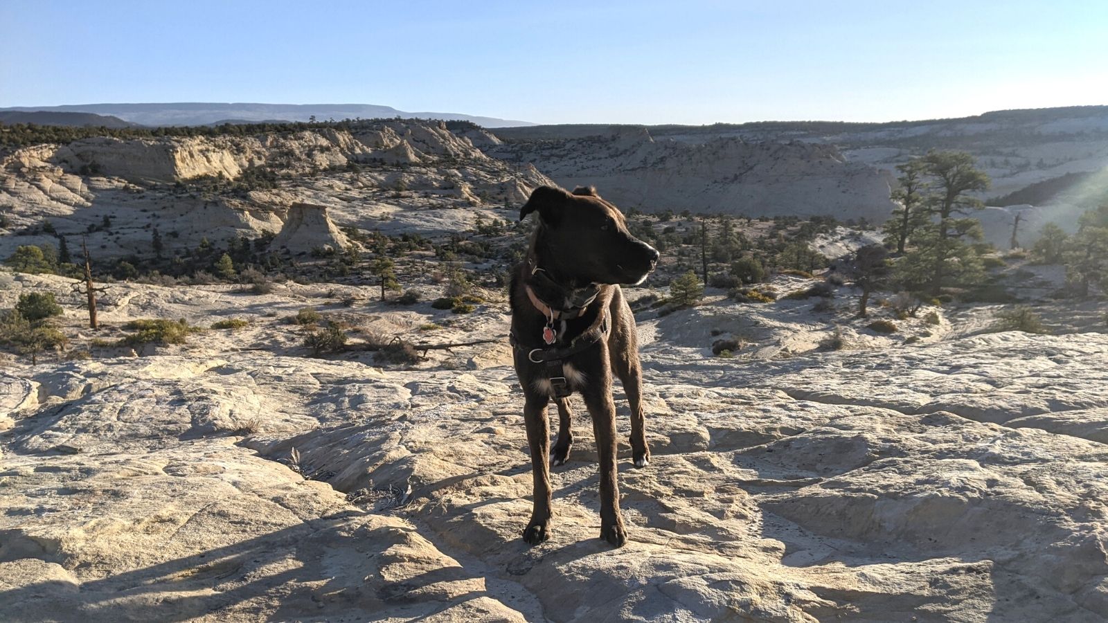 are dogs allowed in escalante national monument